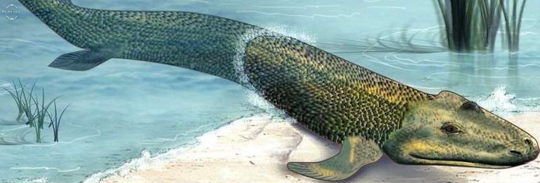 Как рыбы эволюционировали в наземных животных. Ответ креационистам