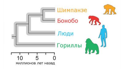 Как Русская Церковь лжет про эволюцию